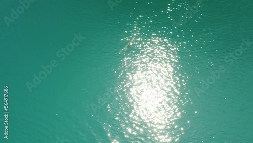 Wallpaper Mural Aerial view of the dolphins slowly swimming in crystal clear calm turquoise waters. Group of endemic marine mammals migrating along coastline as seen from above. Torontodigital.ca