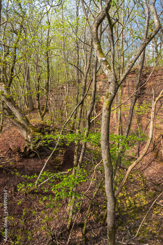 Budding trees in spring in a ravine