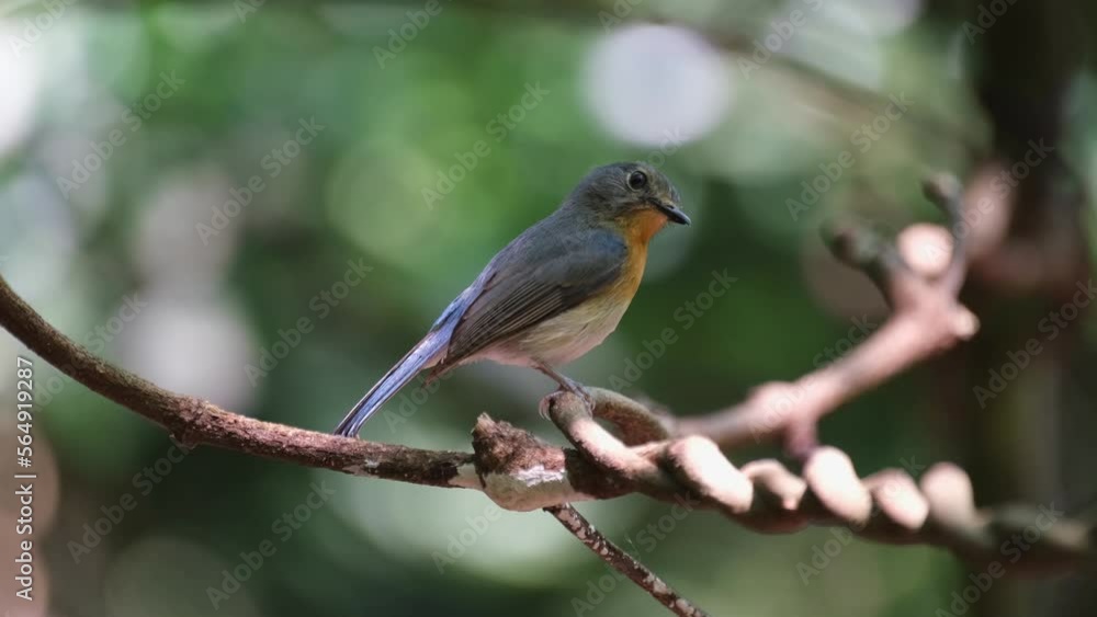 Facing to the right while breathing then turns its head abruptly, Hill Blue Flycatcher Cyornis whitei, Thailand Facing to the right while breathing then turns its head abruptly, Hill Blue Flycatcher Cyornis whitei, Thailand