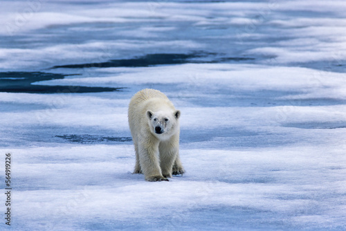 Polar bear walking on melting ice in the arctic
