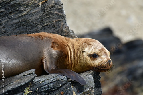 Portrait Reserva Nacional Pinguino de Humboldt seelion photo