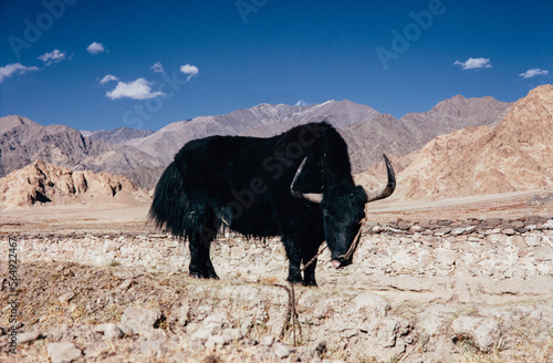 Black Tibetan Yak in Mountains photo