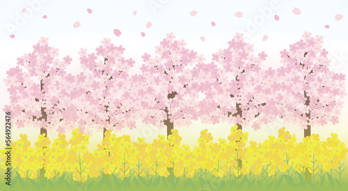桜の木と菜の花畑