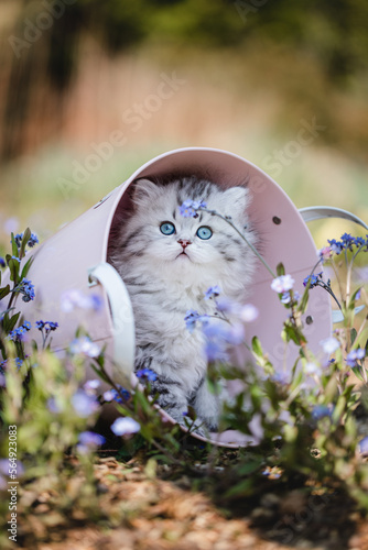 langhaarige Katze im Garten, niedliches Katzenkind