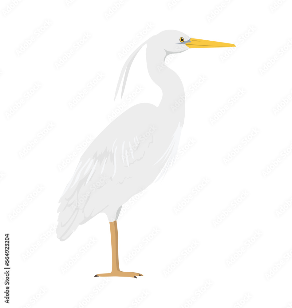Great white heron - Ardea herodias occidentalis - Seen in side view - Flat vector Great white heron - Ardea herodias occidentalis - Seen in side view - Flat vector