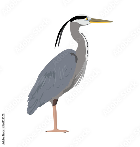 Obraz na płótnie Great blue heron seen in Side view - Flat vector