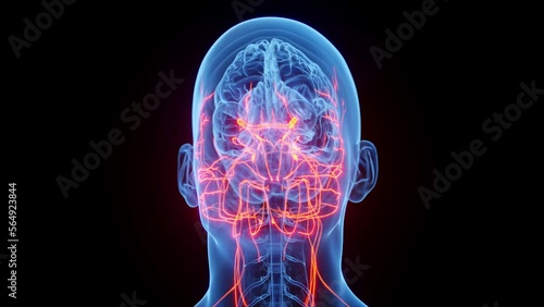 3D rendered medical animation of a man's cranial nerves photo