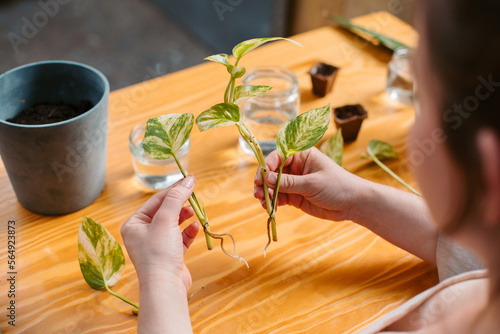 Cuts of Pothos or Money Plant photo