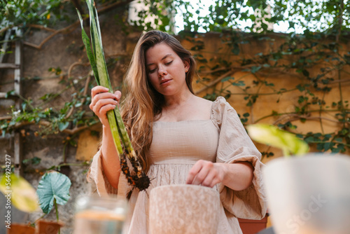 Woman planting a cut of Sansevieria