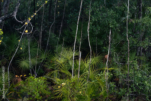 Forest Florida Nature Landscape