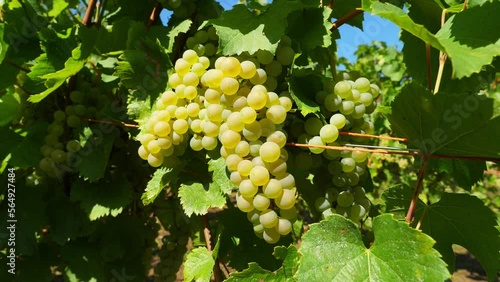 Wallpaper Mural A large, ripening bunch of grape on green bush, close up shot. Green-yellow berries are illuminated by bright sunlight. Alsace vineyards in close up at end of August. Well known wine-making region Torontodigital.ca