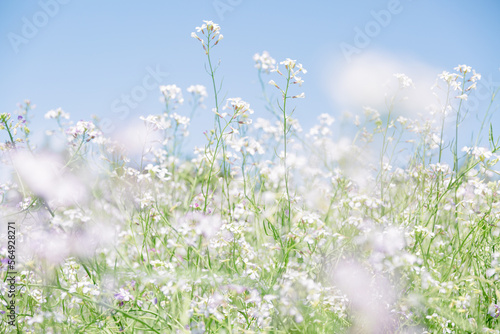White flowers blooming in the field in spring.