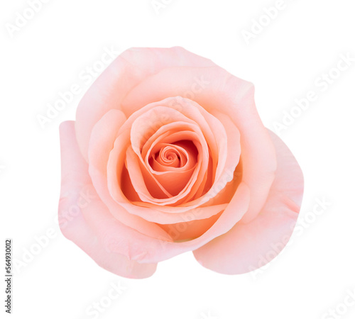 Pink rose head flower isolated on white background, soft focus