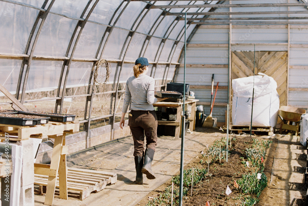 Flower farmer working in her greenhouse Flower farmer working in her greenhouse