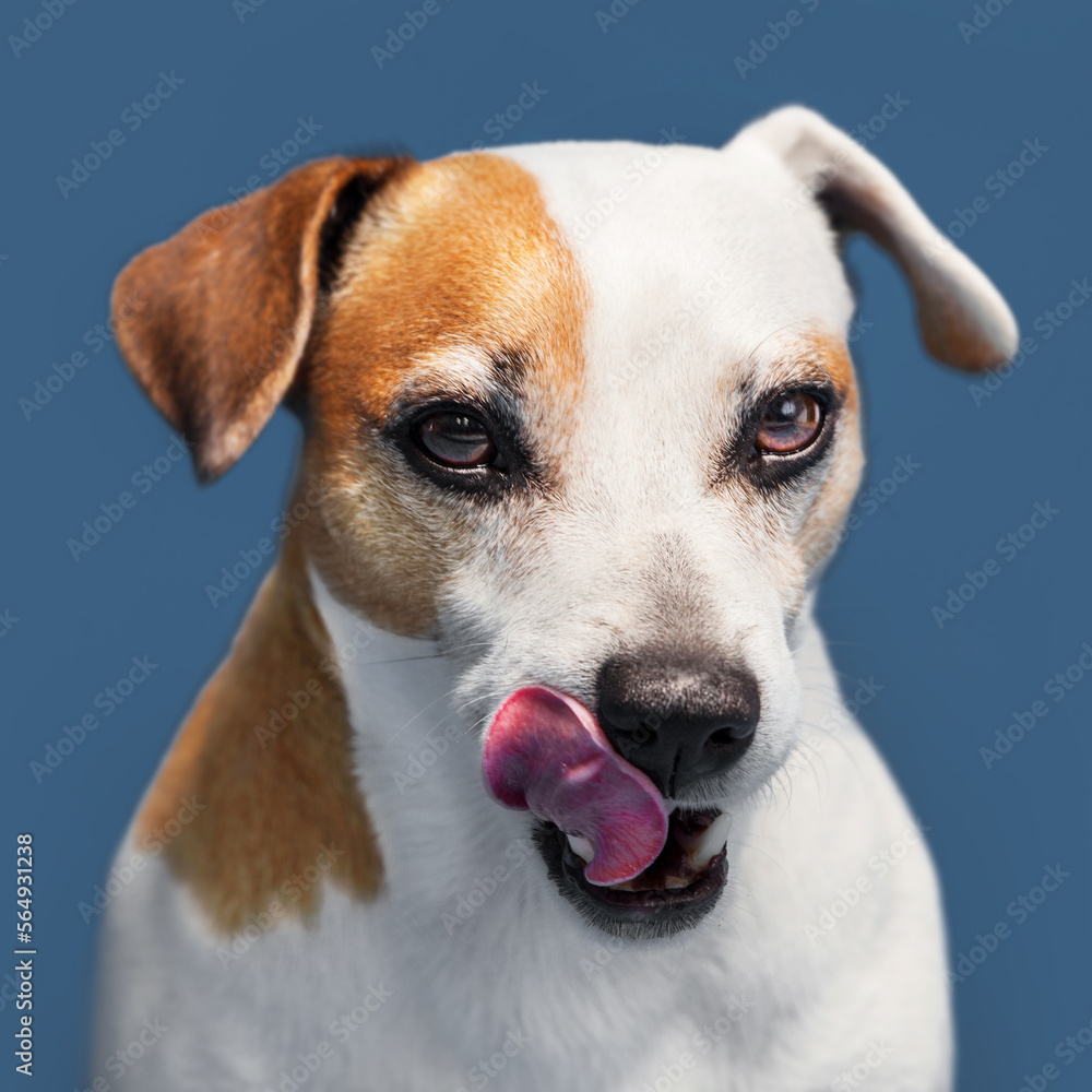 Hungry dog licking his lips Hungry dog licking his lips