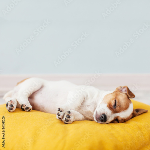 Canvastavla Puppy on yellow pillow at home