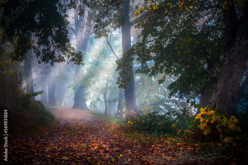 Sunrays on the autumn misty forest path
