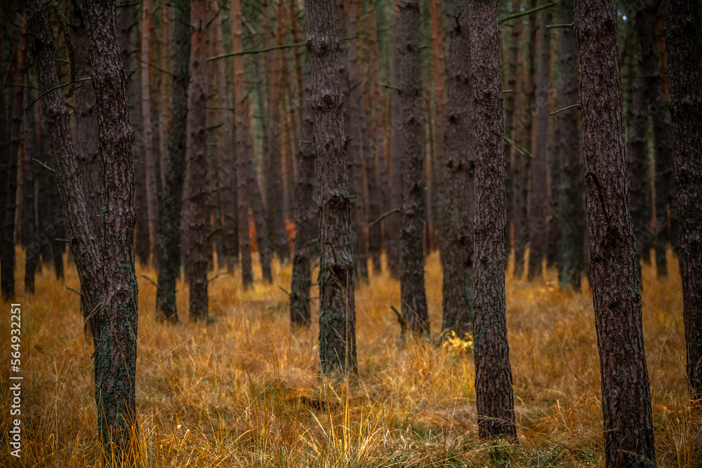 Dense autumn pine forest