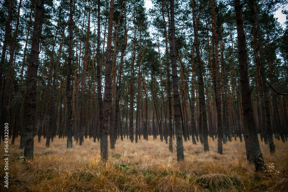 Autumn pine forest