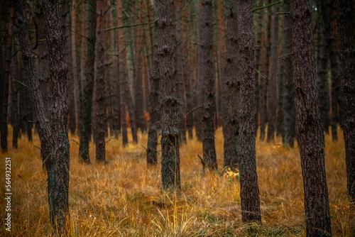 Obraz na płótnie Dense autumn pine forest w salonie