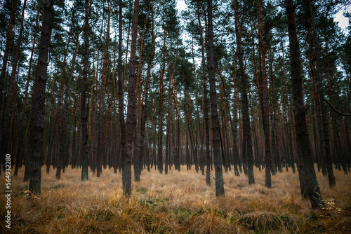 Obraz na płótnie Autumn pine forest w salonie