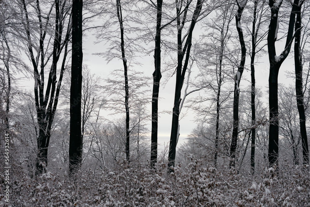 Sunset in winter forest Sunset in winter forest