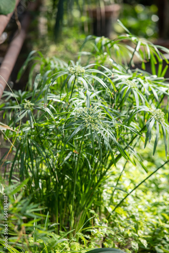 Juicy green tropical leaves in nature.