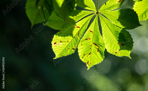 The young green leaves of the tree are the background of nature.