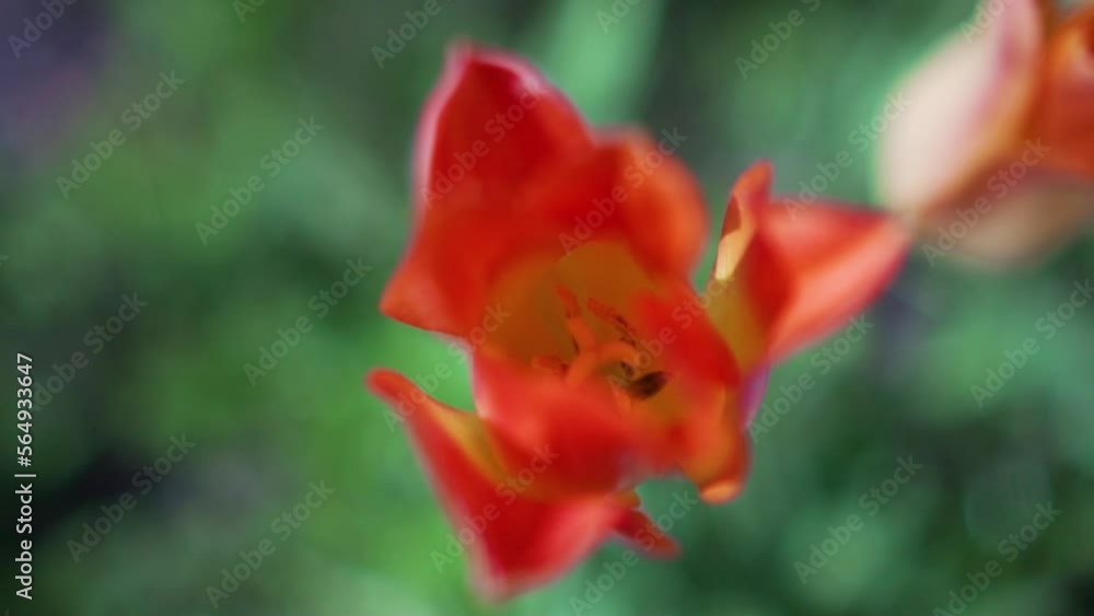 Slow Motion Shot Pushing into Close Up of Blooming Tulip Flower Slow Motion Shot Pushing into Close Up of Blooming Tulip Flower
