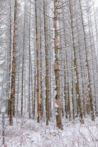 Waldsterben, abgestorbene Fichten im Winter