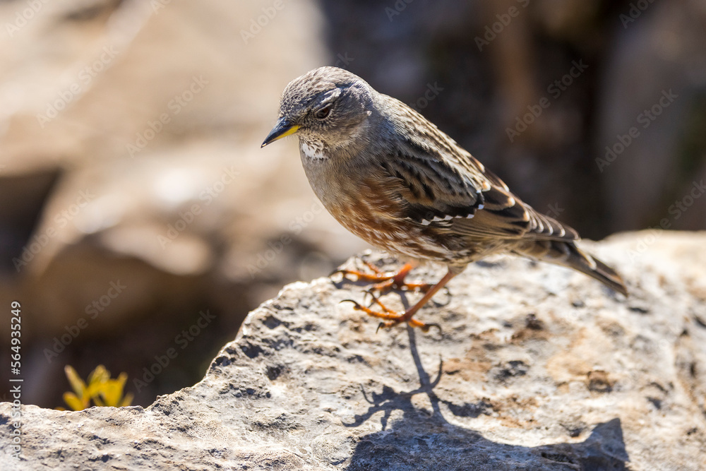Fototapeta premium Alpine Accentor (Punella collaris) on rocks in the Southern Alps of France