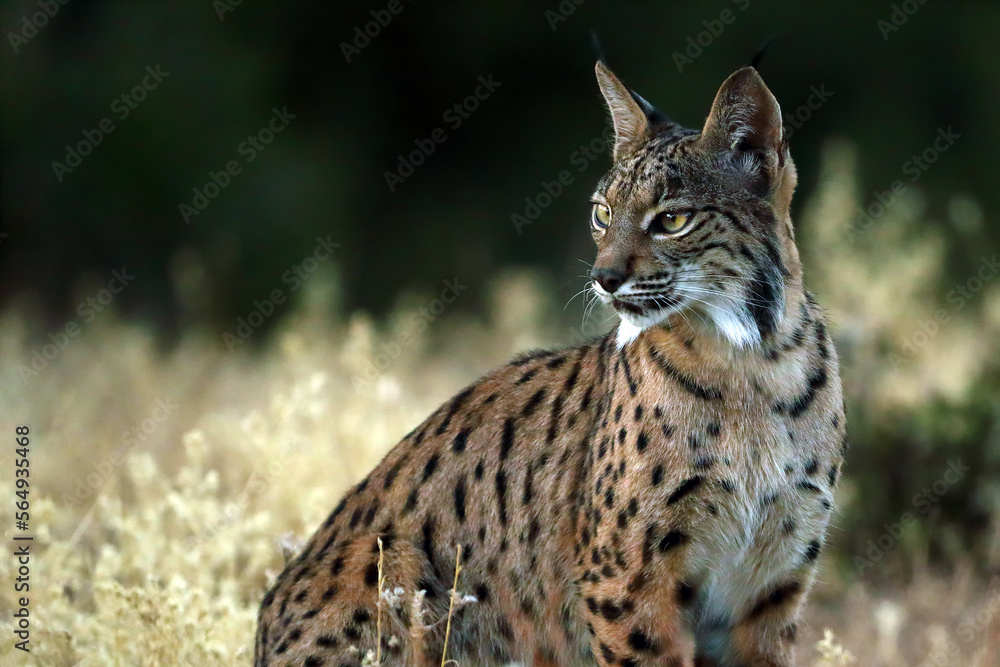The Iberian lynx (Lynx pardinus), portrait of a young cat after sunset. The Iberian lynx (Lynx pardinus), portrait of a young cat after sunset.