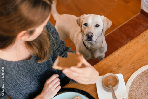 Labrador dog wants to eat breakfast photo