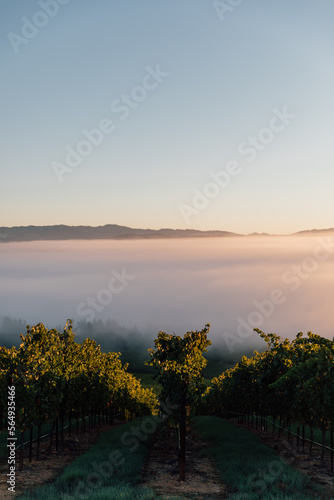 Sonoma County