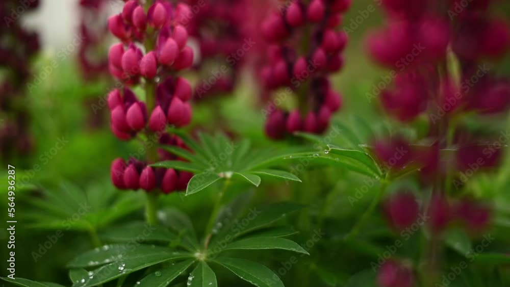 Red lupine - Slow motion shots of plant and botanical backgrounds with shallow depth of field Red lupine - Slow motion shots of plant and botanical backgrounds with shallow depth of field