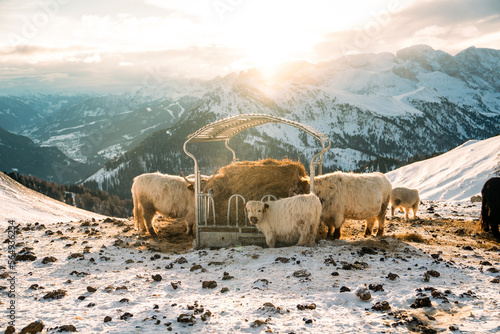 Cows on snowy meadow in alpine valley in Santa Maddalena village, Val di Funes, Dolomiti Mountains, Italy