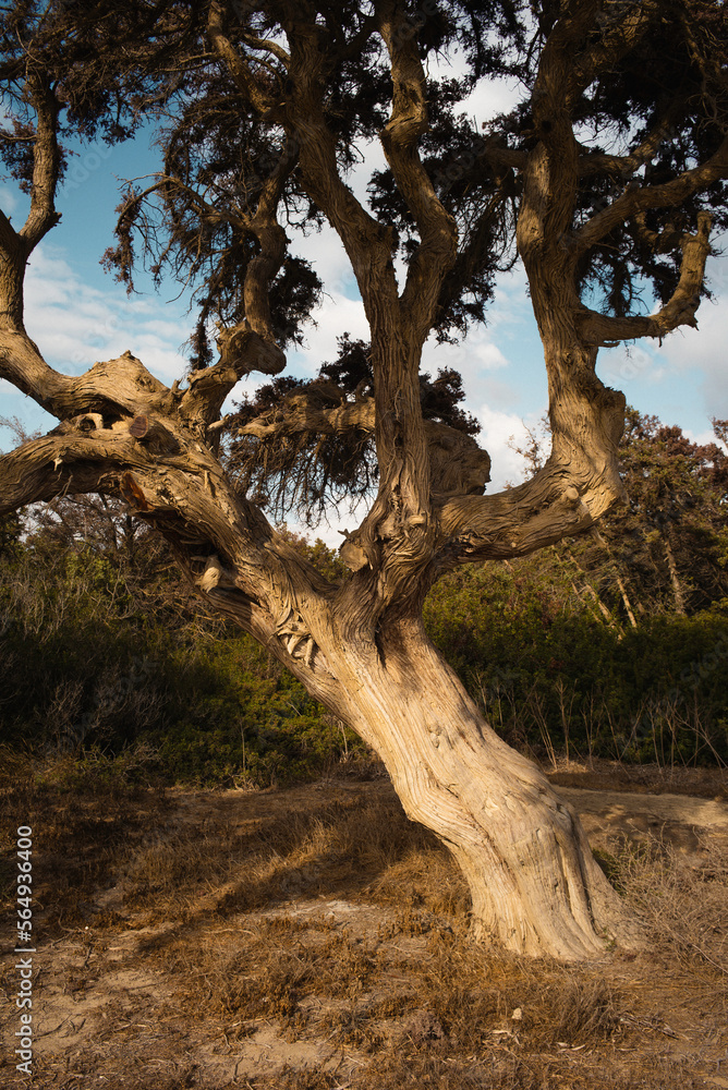 A windswept tree by the shoreline in Greece. A windswept tree by the shoreline in Greece.