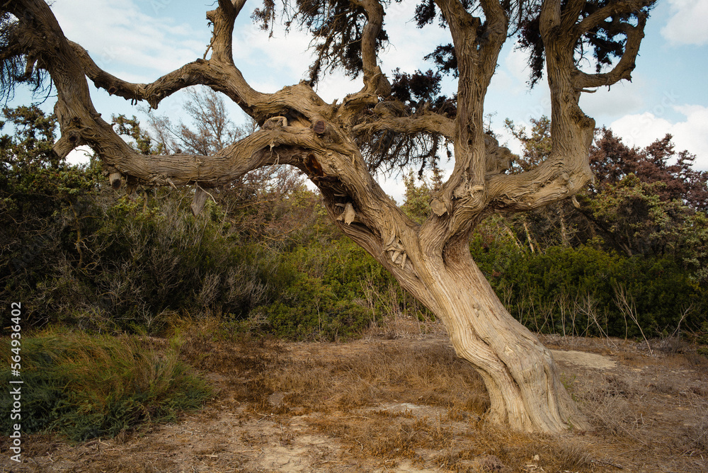 A windswept tree by the shoreline in Greece. A windswept tree by the shoreline in Greece.