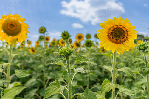 Summer sunflower field photo