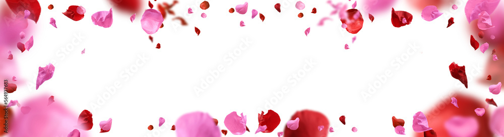 Backdrop of rose petals isolated on a transparent white background. mother's Day Backdrop of rose petals isolated on a transparent white background. mother's Day
