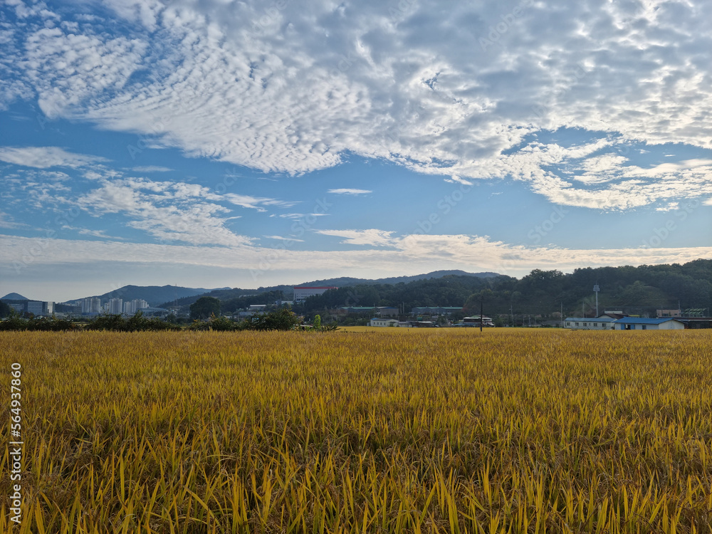 autumn golden rice field. 
Rural landscape.