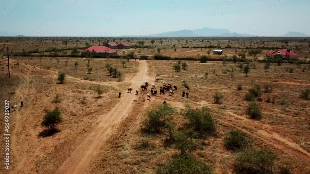 Aerial drone view of a rural area with wild animals in Uganda during a sunny day. 4k footage Aerial drone view of a rural area with wild animals in Uganda during a sunny day. 4k footage