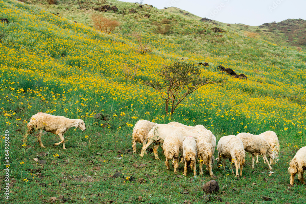Fototapeta premium Yellow winter flowers in the Saudi Arabian desert