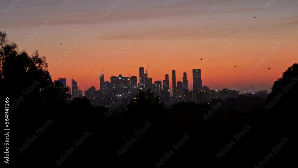 Bats flying across city skyline at sunset Victoria Australia Bats flying across city skyline at sunset Victoria Australia