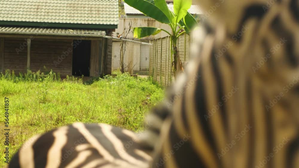 A Zebra Running In A Zoo Enclosure The Mountain Zebra Is The Smallest a-zebra-running-in-a-zoo-enclosure-the-mountain-zebra-is-the-smallest