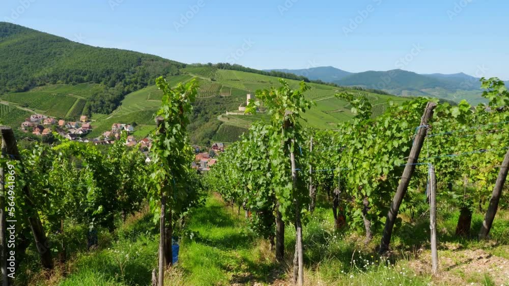 Walk at hill and look down to village and old castle through vineyard rows. Alsace landscapes and views at green summer time. Ground path at top of hill near Katzenthal town, Haut-Rhin, Grand-Est Walk at hill and look down to village and old castle through vineyard rows. Alsace landscapes and views at green summer time. Ground path at top of hill near Katzenthal town, Haut-Rhin, Grand-Est