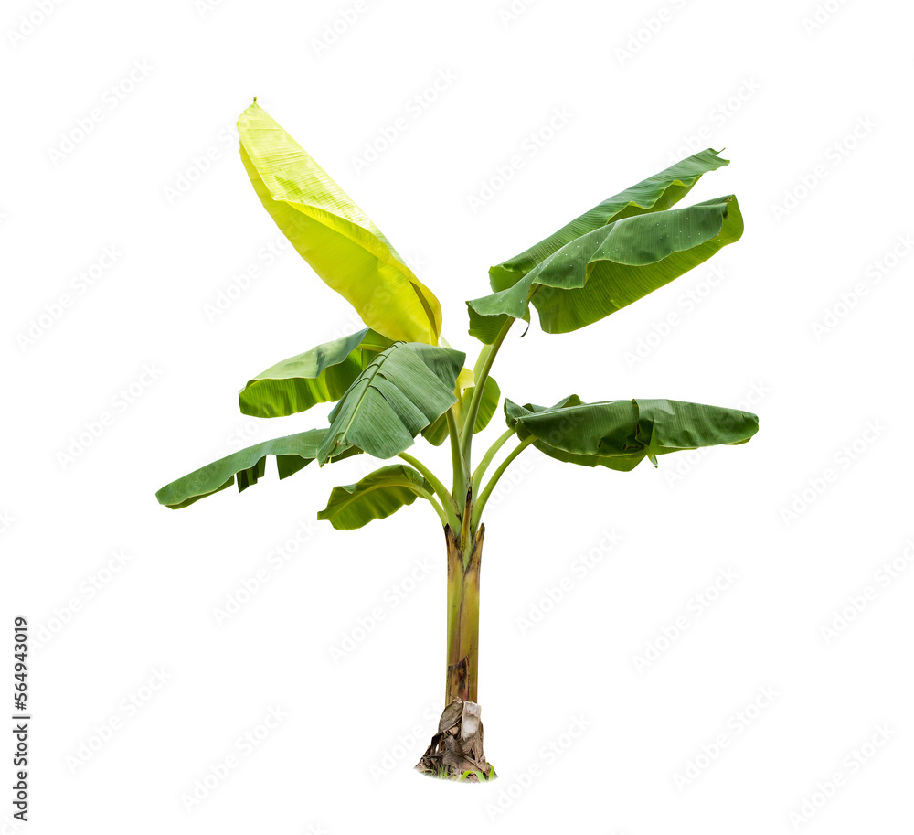 isolated big Banana tree on White Background.Large Banana trees