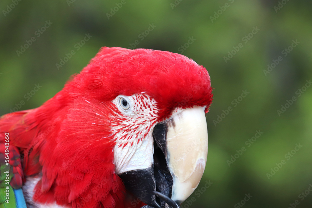 Portrait of red macaw parrot sitting on blurred green background