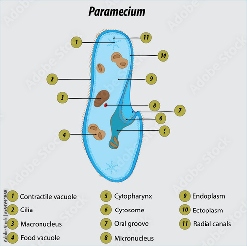 Paramecium protozoa labeled diagram vector illustration