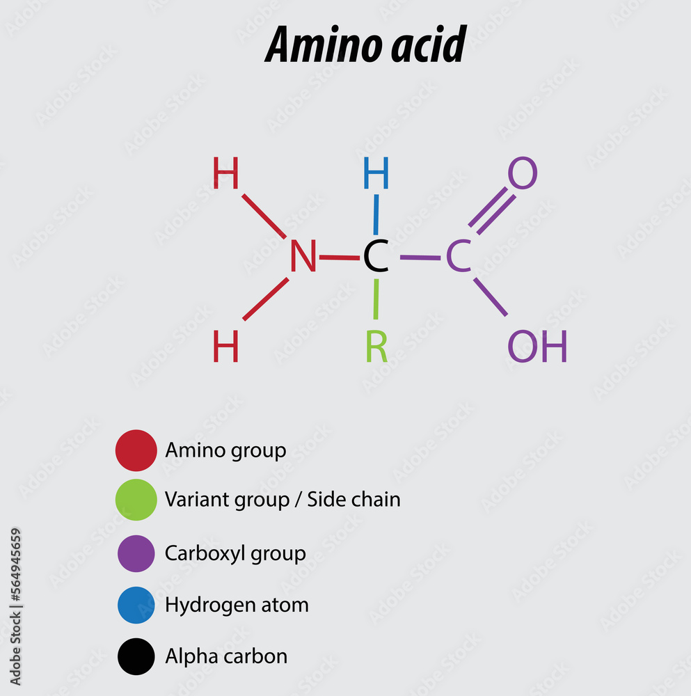 Amino Acid Labeled Diagram Vector Illustration Drawing Biochemistry amino-acid-labeled-diagram-vector-illustration-drawing-biochemistry